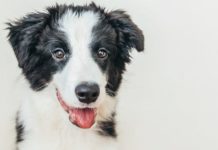 Getting Started: Essential Tips for Running a Doggy Daycare