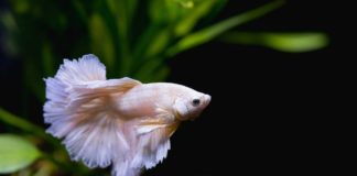Why a Betta Fish is the Best College Pet