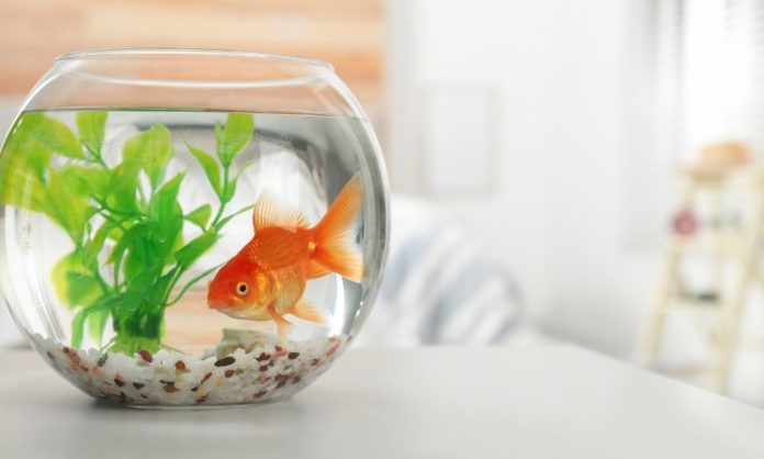 4 Things You Need To Know To Keep Fish at College