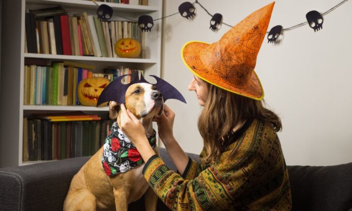 Tips for How To Put Your Dog in a Costume