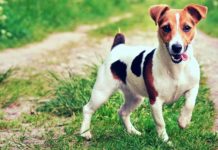Things To Know When Adopting a Jack Russell Terrier