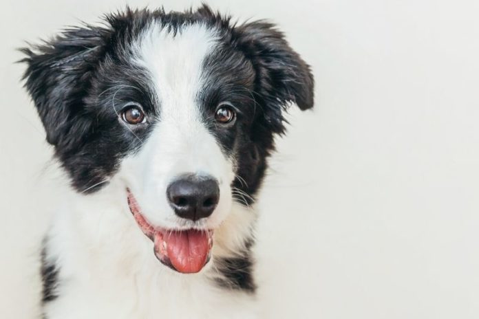 Getting Started: Essential Tips for Running a Doggy Daycare