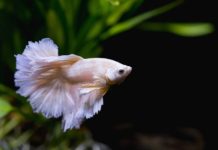 Why a Betta Fish is the Best College Pet