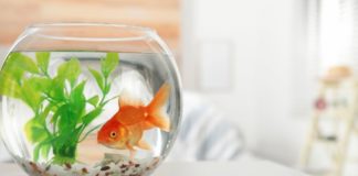 4 Things You Need To Know To Keep Fish at College