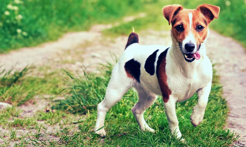Things Know When Adopting Jack Russell Terrier