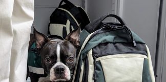 Little dog makes big impact