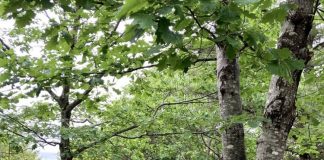 The life of a park major