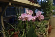 A little more planty