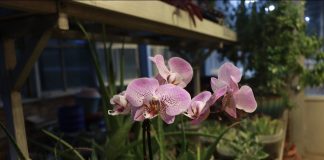 A little more planty