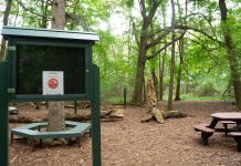 Honors College opens new ecotherapy trail