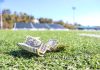 Senate passes college sports reform bill, 77-22